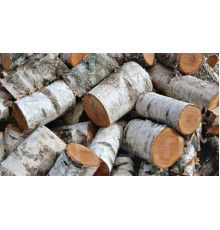 Тюлька берёзовая